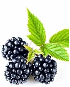 Blackberry Super Strength 4oz - Image 2